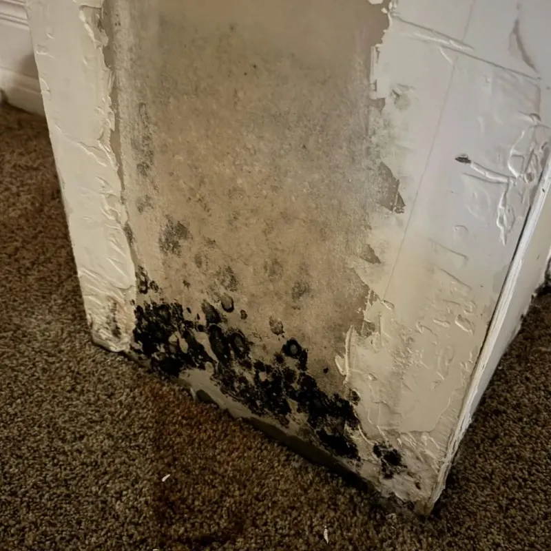 Professional Mold Removal in Meridian Station, MS